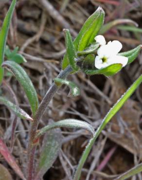 Fotografia 12 da espécie Lithospermum arvense subesp. arvense no Jardim Botânico UTAD