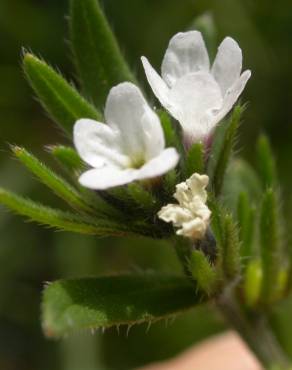 Fotografia 1 da espécie Lithospermum arvense subesp. arvense no Jardim Botânico UTAD