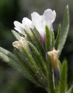 Fotografia 14 da espécie Lithospermum arvense subesp. arvense no Jardim Botânico UTAD