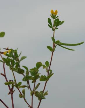 Fotografia 15 da espécie Lotus ornithopodioides no Jardim Botânico UTAD