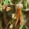 Fotografia 20 da espécie Lotus ornithopodioides do Jardim Botânico UTAD