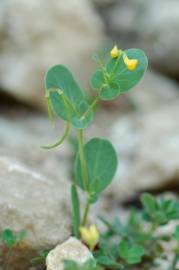 Fotografia da espécie Coronilla scorpioides