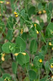 Fotografia da espécie Coronilla scorpioides