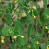 Fotografia 6 da espécie Coronilla scorpioides do Jardim Botânico UTAD