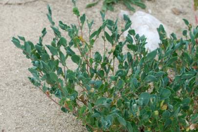 Fotografia da espécie Coronilla scorpioides