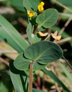 Fotografia 8 da espécie Coronilla scorpioides no Jardim Botânico UTAD