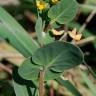 Fotografia 8 da espécie Coronilla scorpioides do Jardim Botânico UTAD