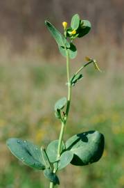 Fotografia da espécie Coronilla scorpioides