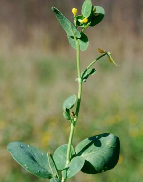 Fotografia 9 da espécie Coronilla scorpioides no Jardim Botânico UTAD