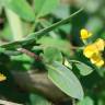 Fotografia 11 da espécie Coronilla scorpioides do Jardim Botânico UTAD