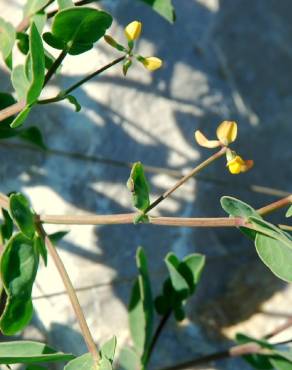 Fotografia 12 da espécie Coronilla scorpioides no Jardim Botânico UTAD