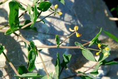 Fotografia da espécie Coronilla scorpioides