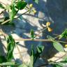 Fotografia 12 da espécie Coronilla scorpioides do Jardim Botânico UTAD