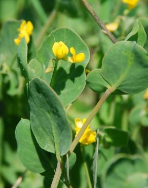 Fotografia 13 da espécie Coronilla scorpioides no Jardim Botânico UTAD