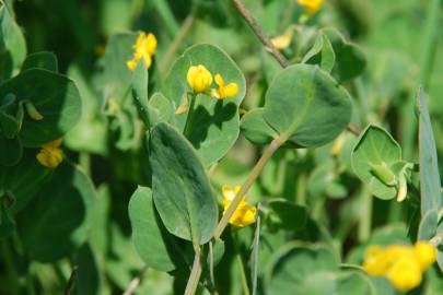 Fotografia da espécie Coronilla scorpioides