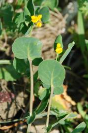 Fotografia da espécie Coronilla scorpioides