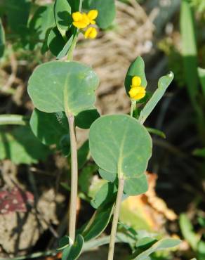 Fotografia 14 da espécie Coronilla scorpioides no Jardim Botânico UTAD