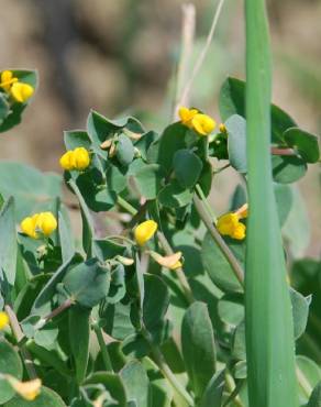 Fotografia 15 da espécie Coronilla scorpioides no Jardim Botânico UTAD