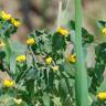 Fotografia 15 da espécie Coronilla scorpioides do Jardim Botânico UTAD