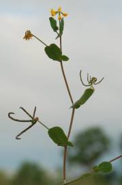 Fotografia da espécie Coronilla scorpioides