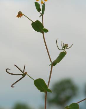 Fotografia 16 da espécie Coronilla scorpioides no Jardim Botânico UTAD