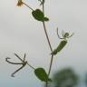 Fotografia 16 da espécie Coronilla scorpioides do Jardim Botânico UTAD