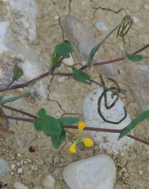 Fotografia 17 da espécie Coronilla scorpioides no Jardim Botânico UTAD