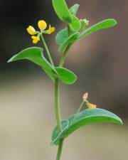 Fotografia da espécie Coronilla scorpioides