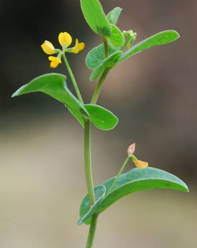 Fotografia de capa Coronilla scorpioides - do Jardim Botânico