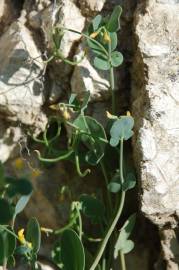 Fotografia da espécie Coronilla scorpioides