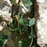 Fotografia 18 da espécie Coronilla scorpioides do Jardim Botânico UTAD