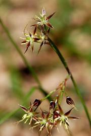 Fotografia da espécie Luzula forsteri