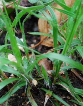 Fotografia 9 da espécie Luzula forsteri no Jardim Botânico UTAD