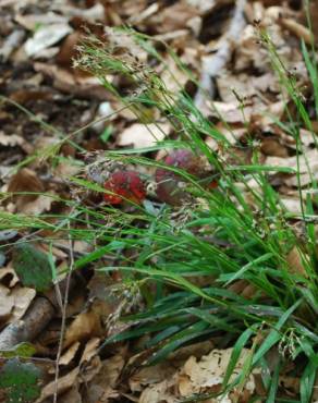 Fotografia 11 da espécie Luzula forsteri no Jardim Botânico UTAD