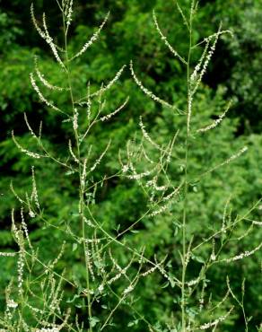 Fotografia 3 da espécie Melilotus albus no Jardim Botânico UTAD