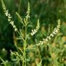 Fotografia 5 da espécie Melilotus albus do Jardim Botânico UTAD