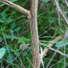 Fotografia 8 da espécie Melilotus albus do Jardim Botânico UTAD