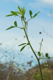 Fotografia da espécie Melilotus albus