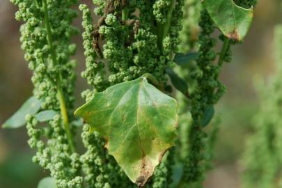 Fotografia da espécie Chenopodium urbicum