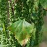 Fotografia 3 da espécie Chenopodium urbicum do Jardim Botânico UTAD