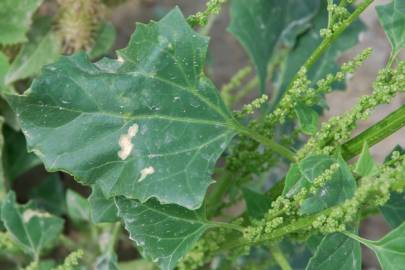 Fotografia da espécie Chenopodium urbicum