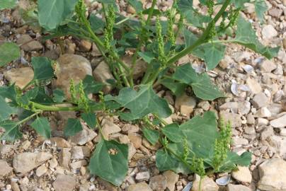 Fotografia da espécie Chenopodium urbicum