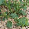 Fotografia 5 da espécie Chenopodium urbicum do Jardim Botânico UTAD