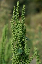 Fotografia da espécie Chenopodium urbicum