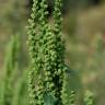 Fotografia 6 da espécie Chenopodium urbicum do Jardim Botânico UTAD