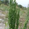 Fotografia 7 da espécie Chenopodium urbicum do Jardim Botânico UTAD