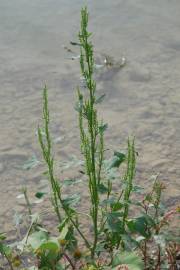 Fotografia da espécie Chenopodium urbicum