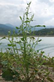 Fotografia da espécie Chenopodium urbicum