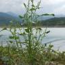 Fotografia 9 da espécie Chenopodium urbicum do Jardim Botânico UTAD