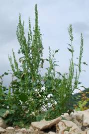 Fotografia da espécie Chenopodium urbicum